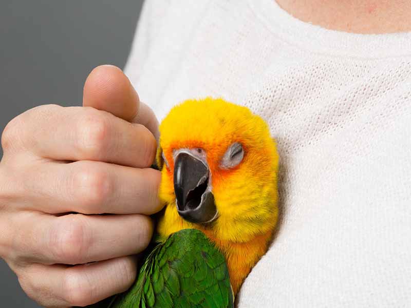 Can birds fall in love with humans?